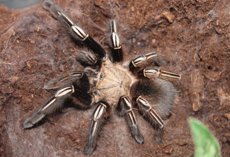 Ephebopus murinus 0,1 adult